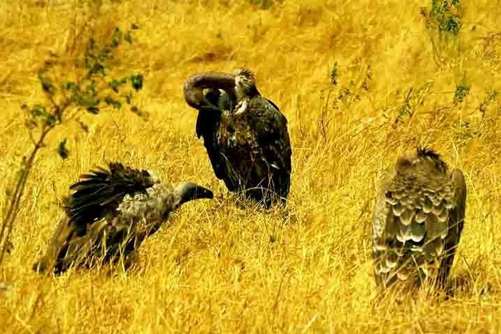 Os abutres africanos enfrentam sérias ameaças e estão em risco de extinção, com 7 das 11 espécies já classificadas como vulneráveis ou criticamente ameaçadas pela União Internacional para a Conservação da Natureza (IUCN).