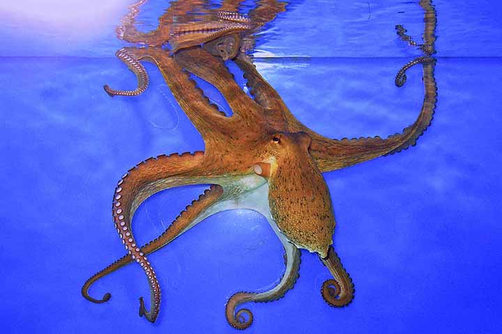 O coautor do estudo Clifton Ragsdale comentou que essa organização permite uma coordenação sofisticada de movimentos similares aos de vermes, o que faz sentido, já que os braços dos polvos podem se contorcer em quase qualquer direção.