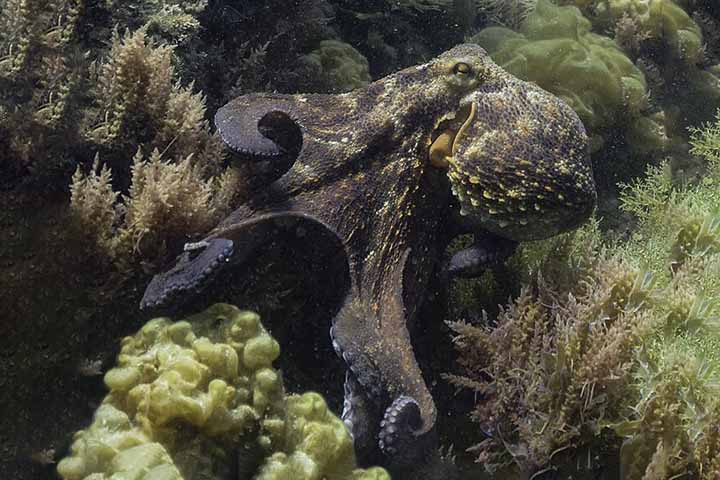 Cada braço possui um cordão nervoso axial (ANC), uma espécie de espinha dorsal própria que percorre todo o comprimento do membro, ramificando-se em estruturas que vão até as ventosas.