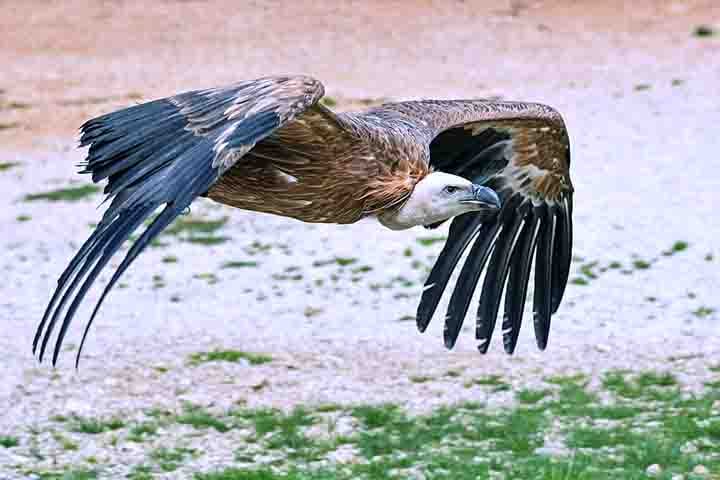 Essa situação é agravada pela imagem negativa perpetuada pela cultura popular, como a representação pejorativa dessas aves em filmes hollywoodianos.
