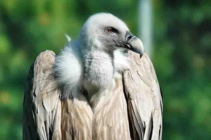 Já os Abutres (família Accipitridae, a mesma das águias) vivem no Velho Mundo (África, Europa e Ásia) e dependem mais da visão aguçada do que do olfato para caçar.