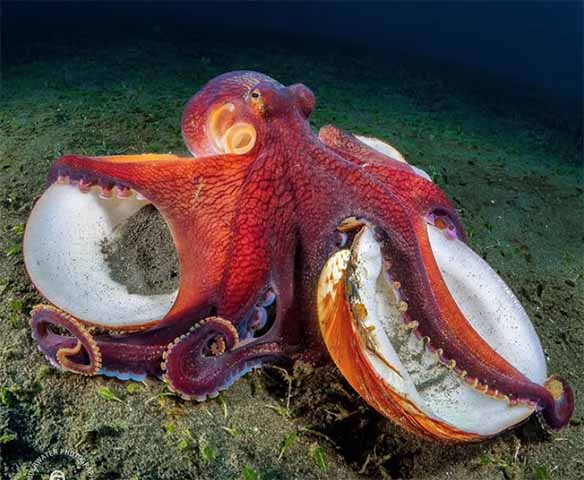 Afinal, possuem uma inteligência descentralizada, onde parte significativa do processamento neural acontece nos próprios braços. E pesquisas recentes vêm jogando luz sobre como essa estrutura funciona e por que ela é tão eficiente. Vamos, então, conferir algumas das principais curiosidades sobre os polvos?