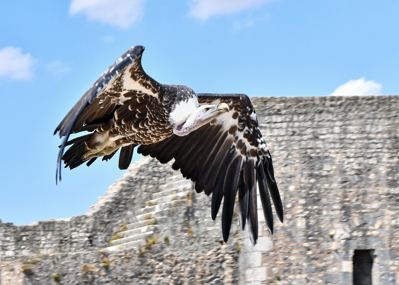 Isso porque, quando um animal morre, um bando de abutres é capaz devorar a carcaça em poucas horas.