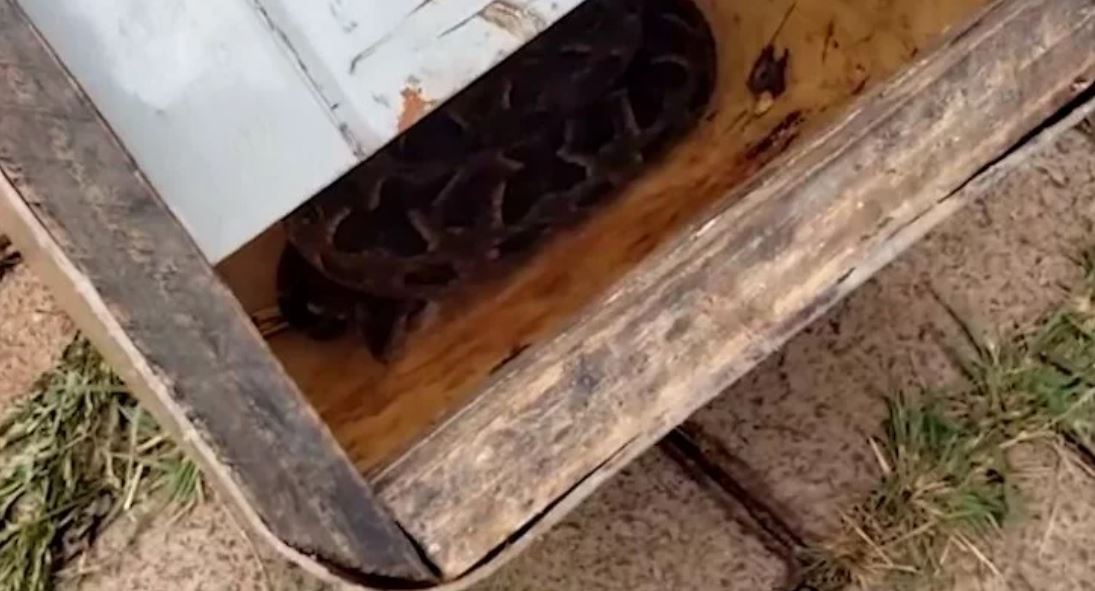 Em Cascavel, no Paraná, uma jararaca entrou no Centro de Educação Básica para Jovens e Adultos 