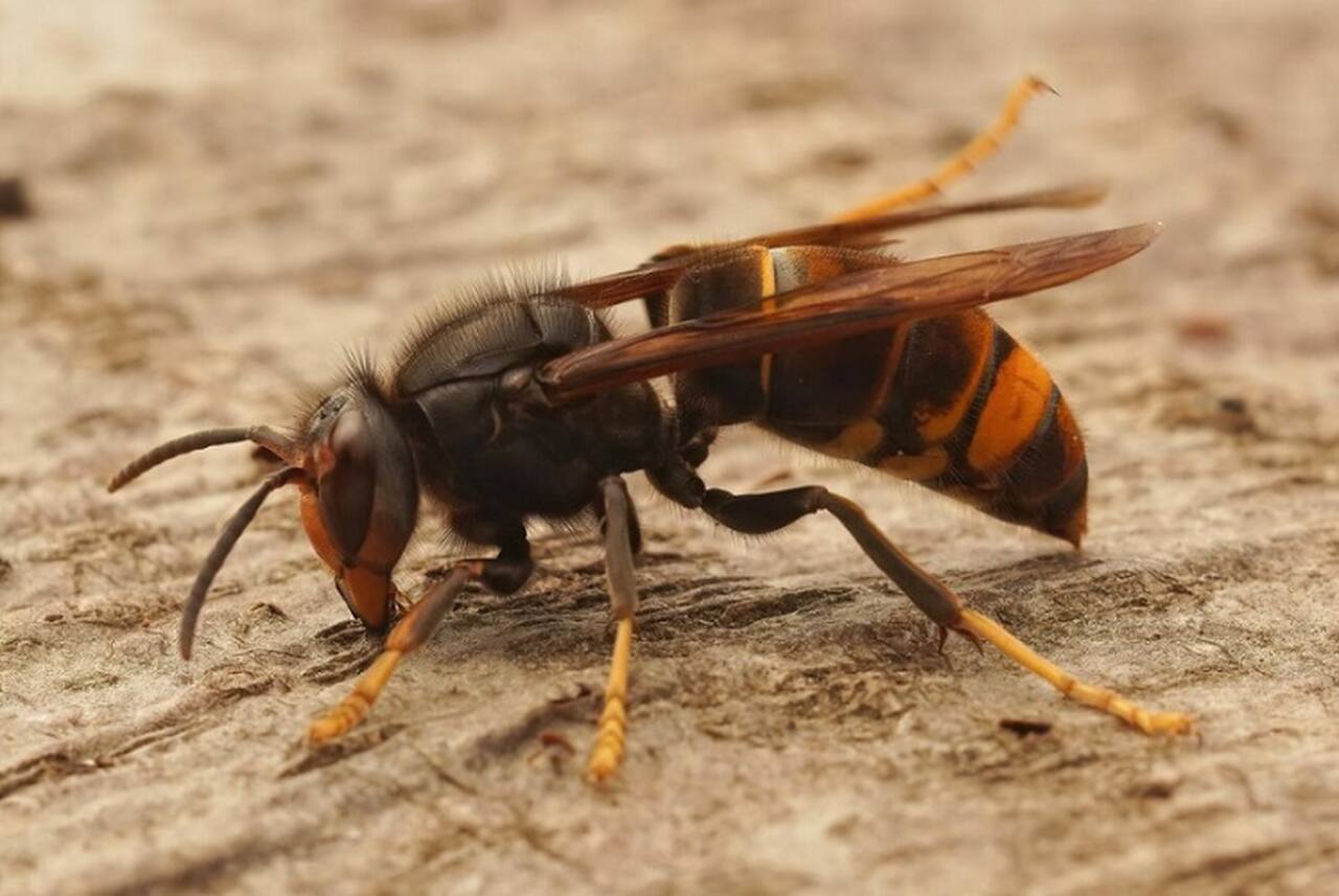 Você já recebeu picada de  marimbondo ou de vespa? Esses insetos têm um potencial perigoso, embora também desempenhem papéis essenciais no equilíbrio ecológico. 