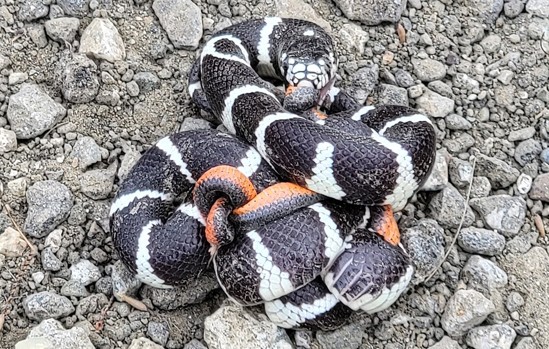 Mede, em média, entre 90 cm e 1,2 metro, mas alguns indivíduos podem ultrapassar 1,5 metro. 