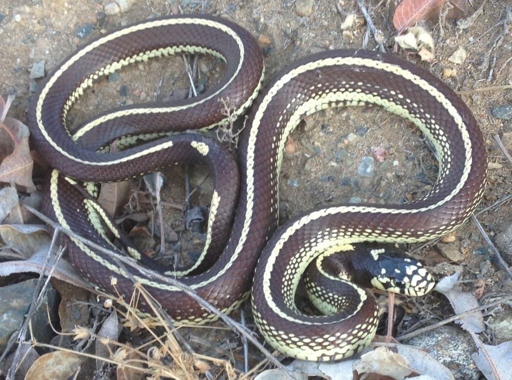 Apresenta padrões variados de cor, geralmente faixas pretas e brancas ou marrom e creme. Algumas variantes têm padrões manchados ou listras longitudinais. Essa diversidade visual atrai muitos criadores.