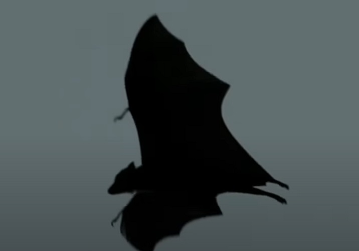 Os morcegos estão entre os animais mais antigos da terra. O fóssil do mamífero mais antigo encontrado data de aproximadamente 50 milhões de anos.