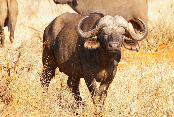 Segundo o jornal britânico The Sun, não foi informado se o búfalo foi abatido.