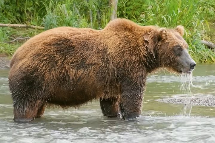 O lugar é um dos últimos refúgios para o urso-pardo de Kamchatka, por exemplo.
