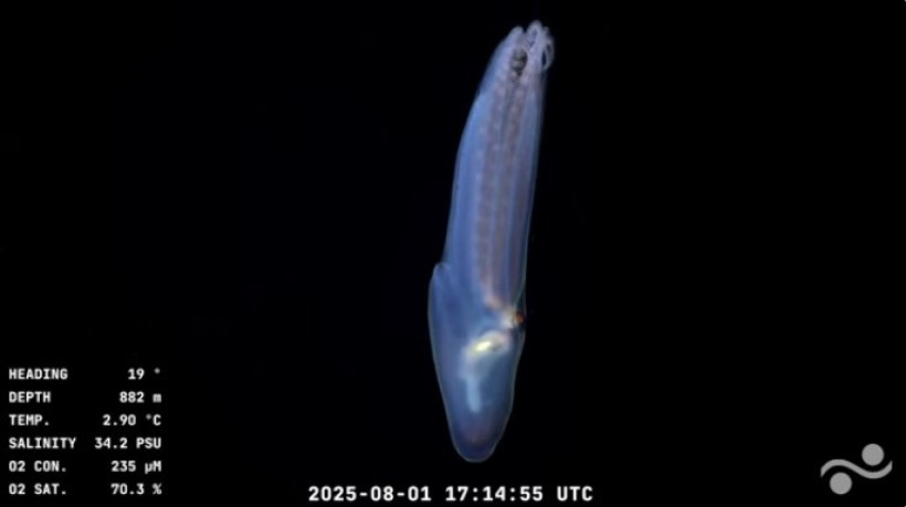 Durante a expedição, os pesquisadores identificaram cerca de 40 novas espécies marinhas, especialmente corais de águas frias encontrados a quase 3.900 metros de profundidade.