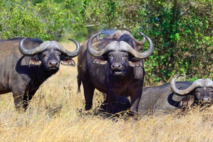 A espécie não está atualmente em perigo de extinção, apesar de enfrentar ameaças como a perda de habitat e doenças transmitidas pelo gado doméstico.








