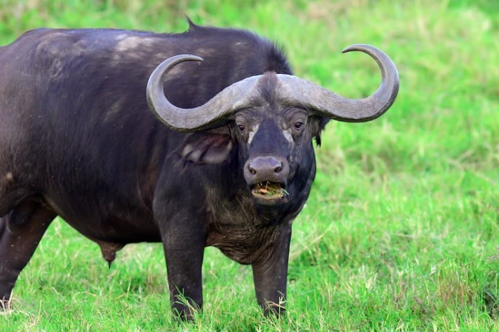 Sua dieta é composta principalmente por gramíneas, e sua presença é vital para o equilíbrio dos ecossistemas onde vive.