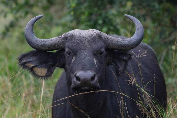 Conhecido como Peste Negra, o búfalo-do-cabo é um dos animais mais perigosos do continente africano, sendo responsável por aproximadamente 200 mortes humanas por ano.