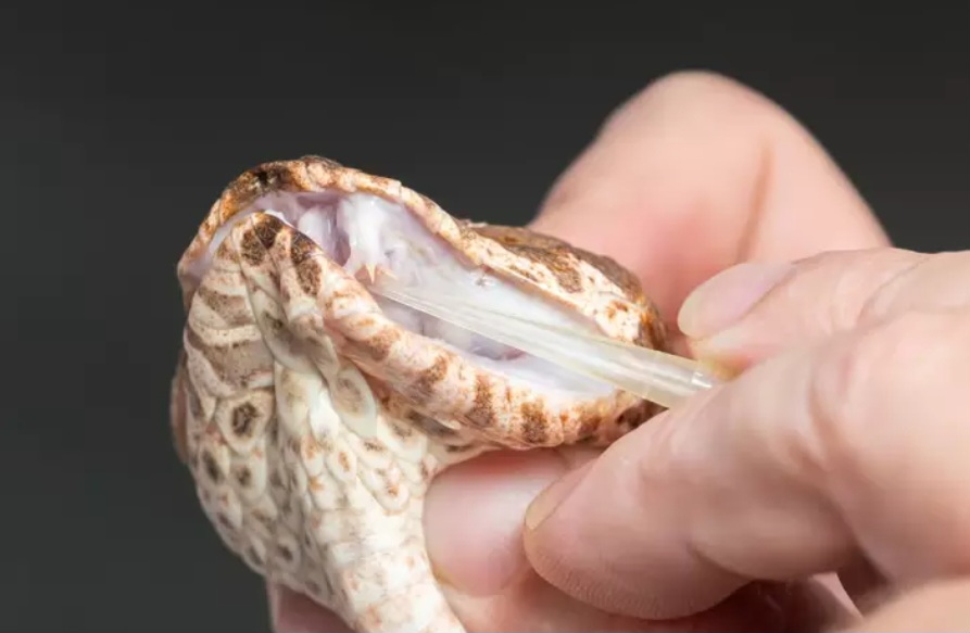 Uma cobra víbora-da-morte encontrada no Australian Reptile Park, na Austrália, possui três presas venenosas, algo nunca registrado nessa espécie.
