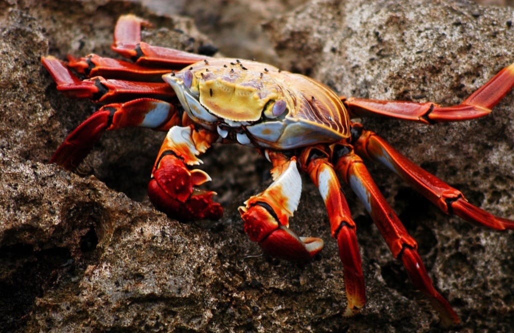 A principal diferença entre caranguejos e siris reside no formato das patas traseiras. Os primeiros as apresenta de forma pontiagudas e finas, mais adequadas para andar e escalar. 