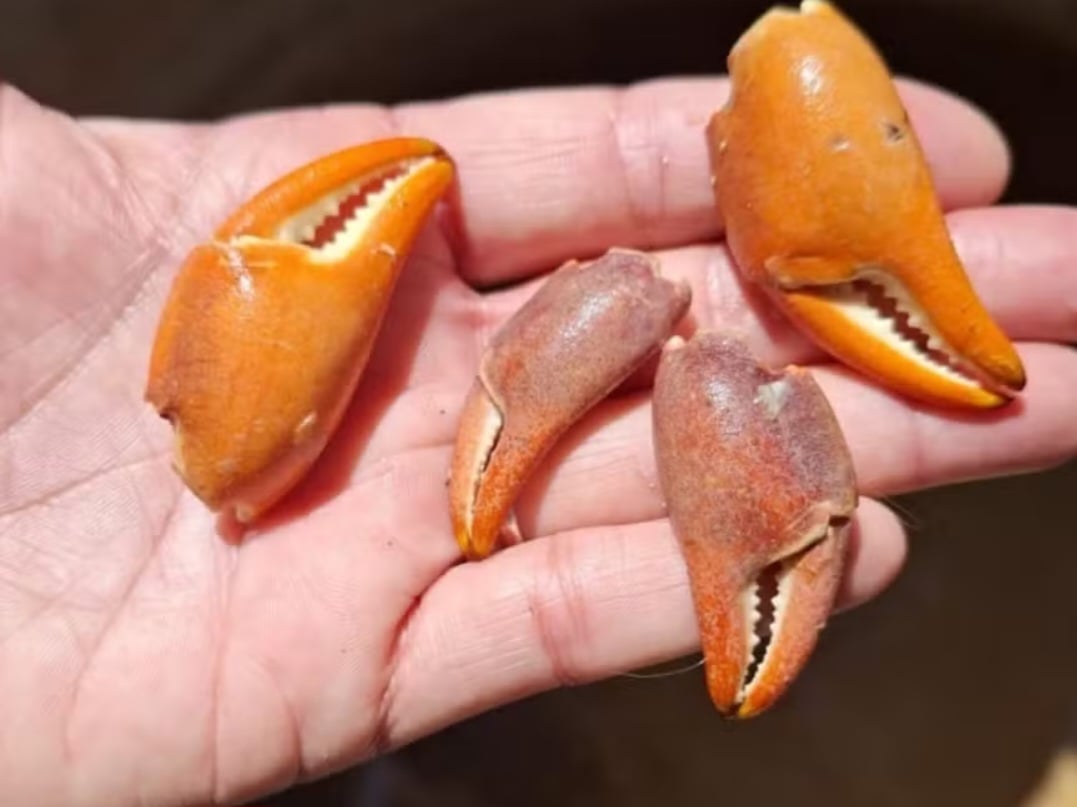 O animal foi resgatado e devolvido ao seu habitat natural, enquanto o responsável deverá responder por crime ambiental. Os agentes também encontraram patas de caranguejo no local.