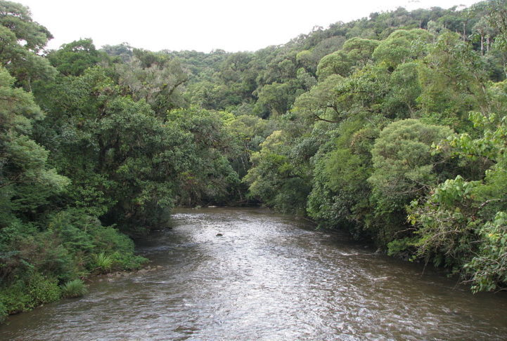 Além de filtros nas chaminés e o trabalho de despoluição de rios e córregos, foi feito um esforço de recuperação da Mata Atlântica e replantio de árvores.