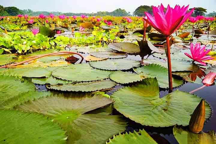 A independência de Bangladesh foi conquistada a um alto custo, mas marcou o início de um país que superou adversidades para alcançar estabilidade e crescimento. Desde os primeiros anos de instabilidade política até sua ascensão econômica, Bangladesh demonstrou resiliência. 