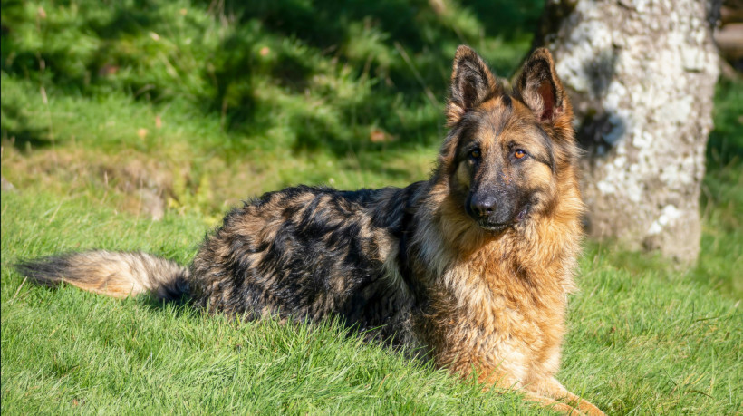 Pastor Alemão é uma das raças caninas mais inteligentes do mundo
