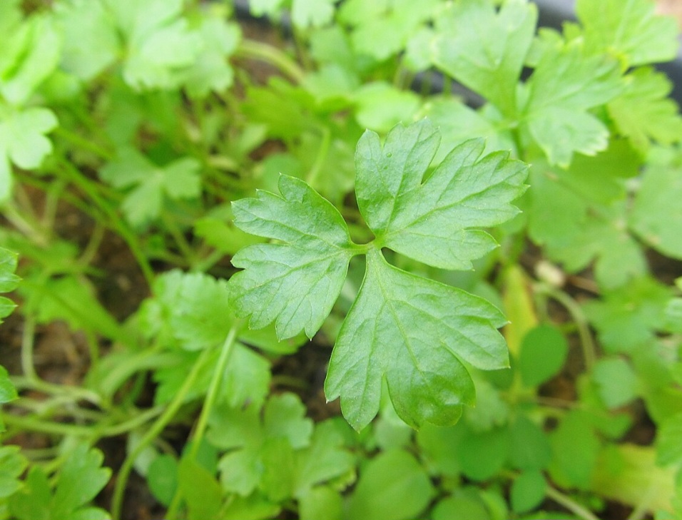 SALSINHA - Contém clorofila, que neutraliza odores na boca. Mastigue folhas frescas após as refeições.
