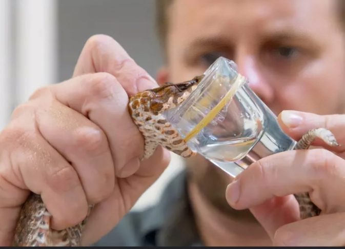 O primeiro, chamado LNX-D09, protegeu contra o veneno de seis espécies de cobras e, quando combinado com o remédio varespladibe, funcionou contra mais três.