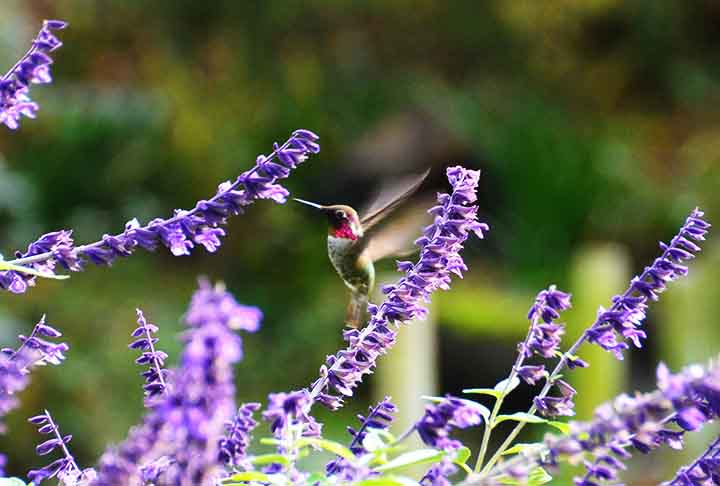 A lavanda também é eficiente graças ao seu perfume marcante. Esse odor é agradável para humanos, mas afasta pragas e aracnídeos.