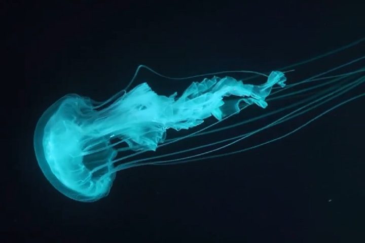 Essas pás atuam como propulsores, permitindo movimentos rápidos e precisos, como mostram vídeos subaquáticos.