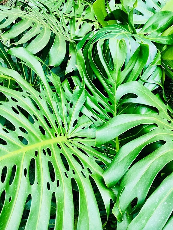 A Costela-de-Adão (Monstera deliciosa) é famosa por suas grandes folhas recortadas e brilhantes, que trazem um toque tropical e exótico para qualquer ambiente. Originária da América Central, essa planta é cultivada em regiões tropicais e interiores, destacando-se como uma das mais apreciadas em decoração.