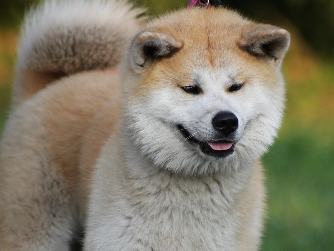 Uma raça não muito falada por aqui, o Akita é conhecido por sua fidelidade, mas pode estranhar com o excesso de carinho recebido, pois são cães muito independentes.