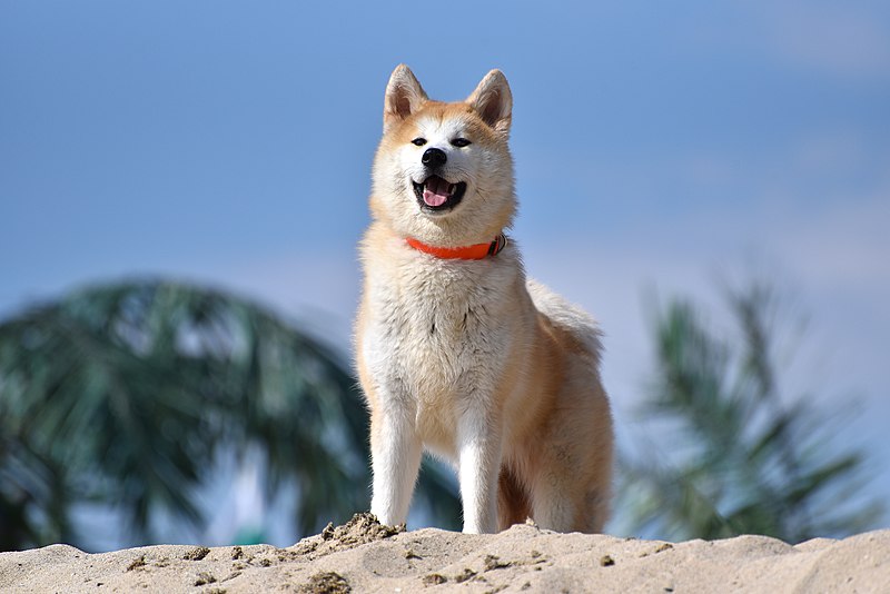O Akita Inu é uma raça vinda das montanhas do norte do Japão, mas também tem uma versão americana, conhecida como Akita Americano.