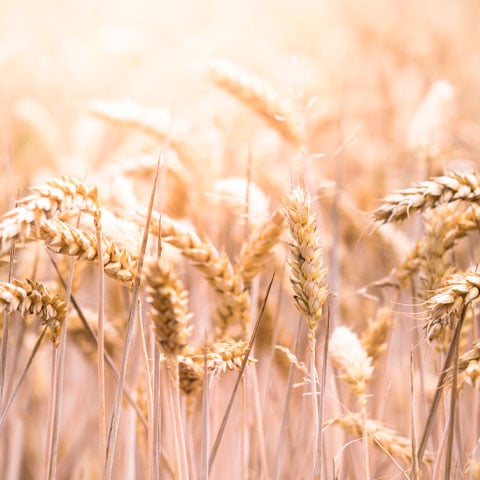 CENTEIO - Originário da Ásia Central, foi amplamente cultivado na Europa Oriental. Países como Rússia, Alemanha e Polônia ainda dominam sua produção.