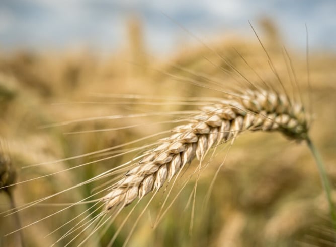 A cevada é alta em fibras solúveis, contribui para a saúde do coração e do intestino. Contém antioxidantes, vitaminas do complexo B e compostos anti-inflamatórios.
