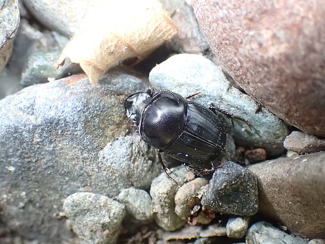 Onthophagus taurus: Considerado o inseto mais forte do mundo, essa espécie de besouro é capaz de carregar 1.141 vezes o seu próprio peso, o que equivale a um ser humano de 70 kg conseguir levantar 80 toneladas!