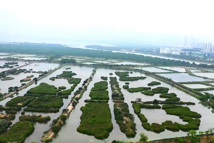 Após anos de pesquisa, cientistas revelaram a identificação de uma nova espécie de água-viva-caixa na Reserva Natural de Mai Po, em Hong Kong.