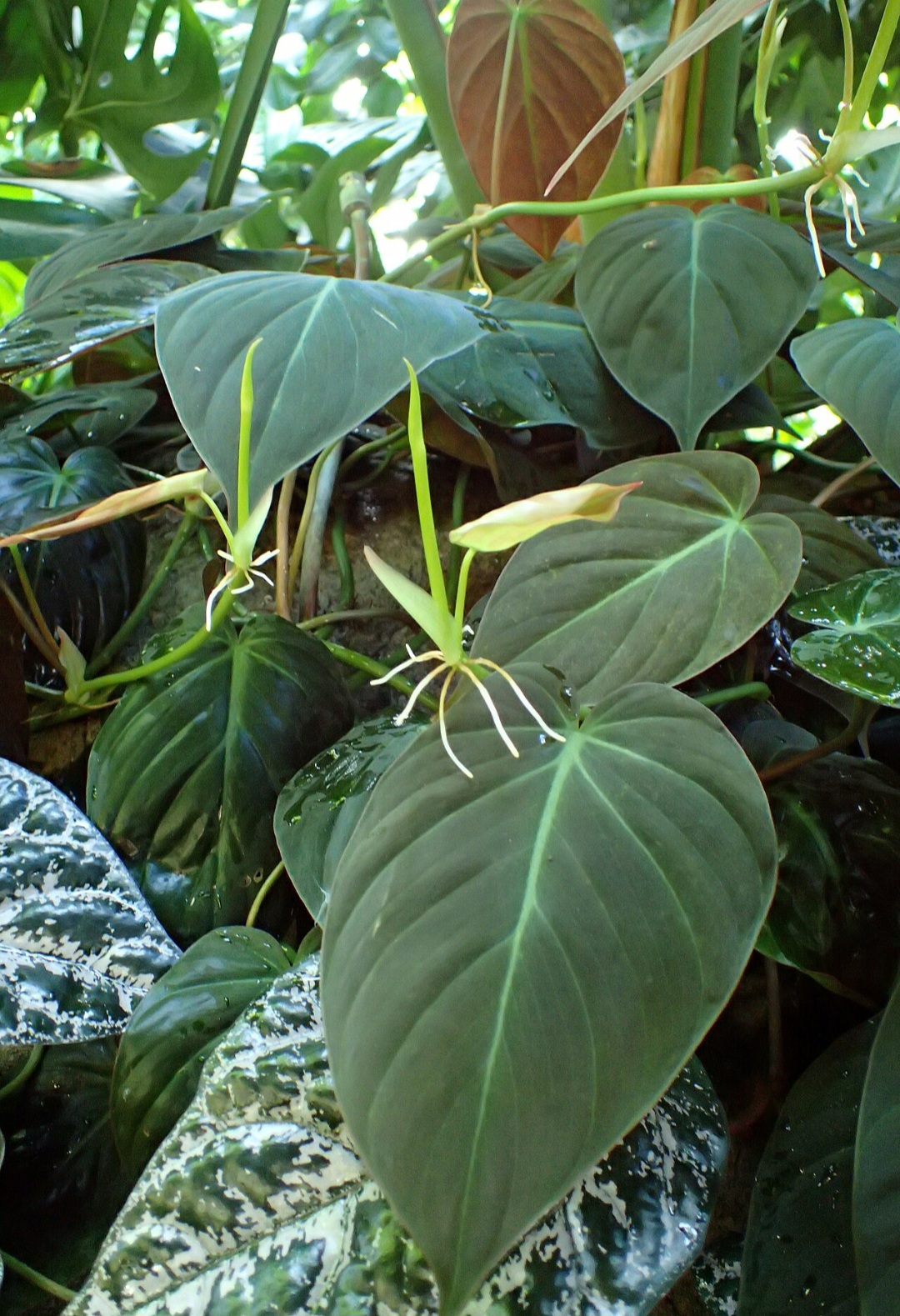 Existem plantas que são admiradas por folhagens únicas, que variam de grandes e dramáticas a delicadas e coloridas, trazendo beleza e vida para os espaços onde são cultivadas. Veja algumas consideradas belas.
