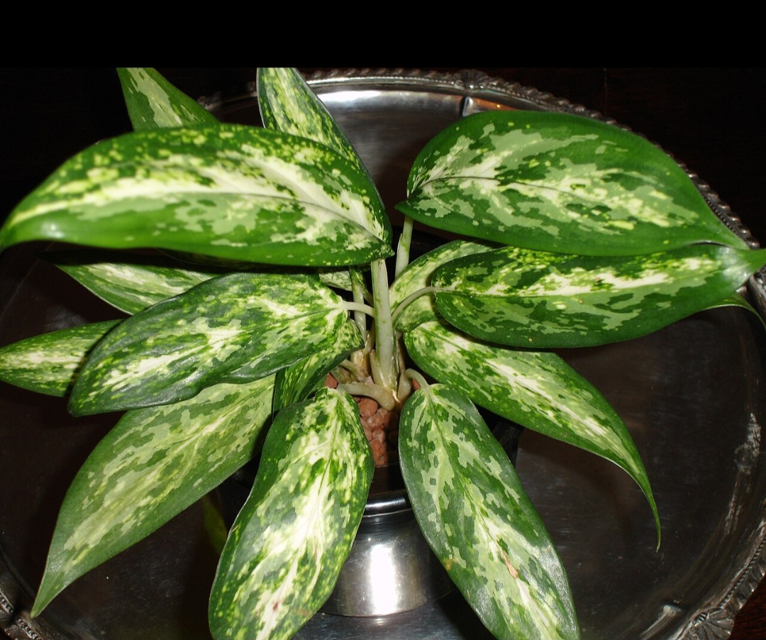 A Aglaonema (Aglaonema spp.) possui folhas variegadas, com combinações de verde, prata e até vermelho, o que a torna uma planta de folhagem muito chamativa. Nativa do Sudeste Asiático, ela é comumente cultivada em interiores, especialmente em locais sombreados, devido à sua resistência e aparência vibrante.