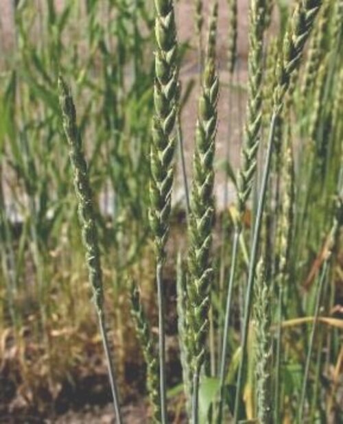 Espelta - Cultivado pela primeira vez na Ásia  há cerca de 7.000 anos, é um dos grãos mais antigos. Hoje é produzido principalmente na Europa Central, em países como Alemanha e Áustria.