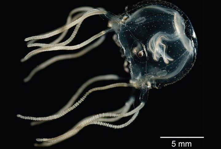 Os olhos maiores têm capacidade de formar imagens, enquanto os menores são sensíveis à luz — uma combinação que contribui para sua navegação precisa em águas costeiras rasas.