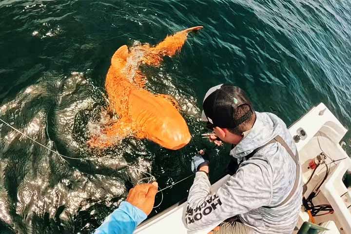 Pesquisadores da Universidade Federal do Rio Grande (FURG) registraram na Costa Rica um raríssimo tubarão-lixa com pele alaranjada.