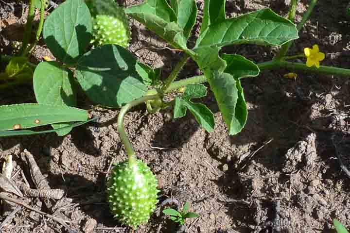 O maxixe, então, carrega um forte legado cultural, sendo um ingrediente presente em comunidades afro-brasileiras e nas regiões onde a influência africana é mais marcante. 