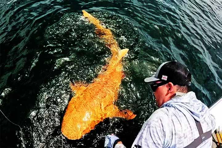 A cor intensa e os olhos brancos possivelmente são resultado de “xanthismo” (pigmentação incomum) combinado com traços de albinismo.