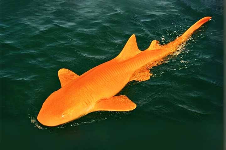 Após ser capturado por pescadores esportivos, o tubarão foi devolvido ao mar. 