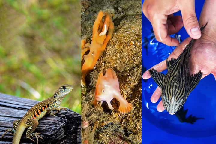 Uma lista feita pelo National Geographic reúne espécies de animais exóticos e bastante raros de serem encontrados; veja a seguir!