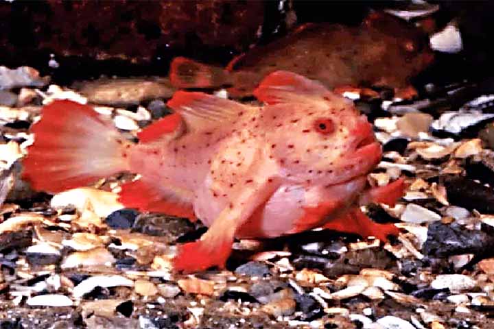 Peixe rosa com mãos: Descoberto na costa sudeste da Austrália, esse peixe usa as nadadeiras para “caminhar” no fundo do mar. Apenas quatro exemplares foram registrados, e nenhum foi visto desde 1999.
