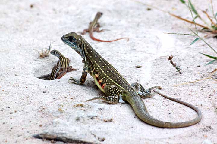 Lagarto Leiolepis ngovantrii: A espécie foi descoberta em restaurantes vietnamitas e chamou atenção por se reproduzir por partenogênese, ou seja, fêmeas geram clones de si mesmas sem necessidade de machos.