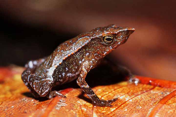 O sapo dos Simpsons: Em 2010, cientistas descobriram no oeste da Colômbia três novas espécies de anfíbios, incluindo um sapo bicudo do gênero Rhinella, com nariz pontudo que lembra o personagem Sr. Burns, de Os Simpsons.