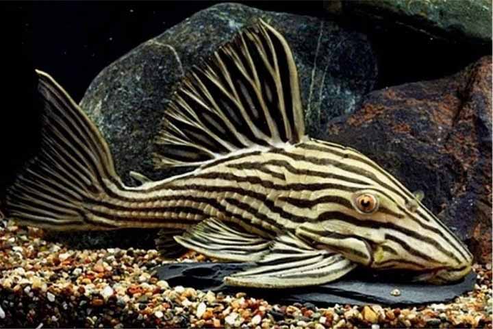 O peixe que come madeira: Espécie de peixe Panaque descoberta na Amazônia, no rio Santa Ana, Peru, em 2006. Conhecido por roer madeira, esse bagre na verdade não a digere, mas se alimenta da matéria orgânica associada, como algas e restos de plantas e animais.