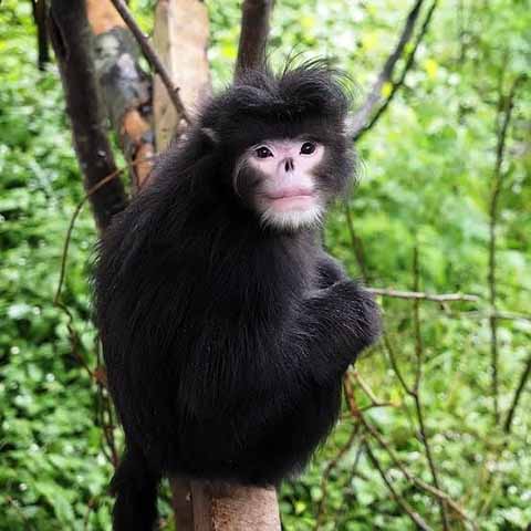 Macaco sem nariz: O macaco birmanês Rhinopithecus strykeri, descoberto em 2010, tem o nariz tão achatado que espirra quando chove. O único exemplar estudado foi morto e comido por caçadores que relataram sua existência aos pesquisadores.