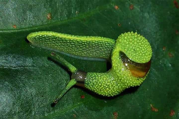 Lesma ninja de Bornéu: Uma nova espécie de lesma de cauda longa foi descoberta nas montanhas de Bornéu, na Malásia. Apelidada de “lesma ninja”, ela utiliza “dardos do amor” feitos de carbonato de cálcio e hormônios para aumentar suas chances de reprodução.